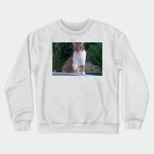 Lucy Queen of the Neighbourhood Cat Portrait Crewneck Sweatshirt